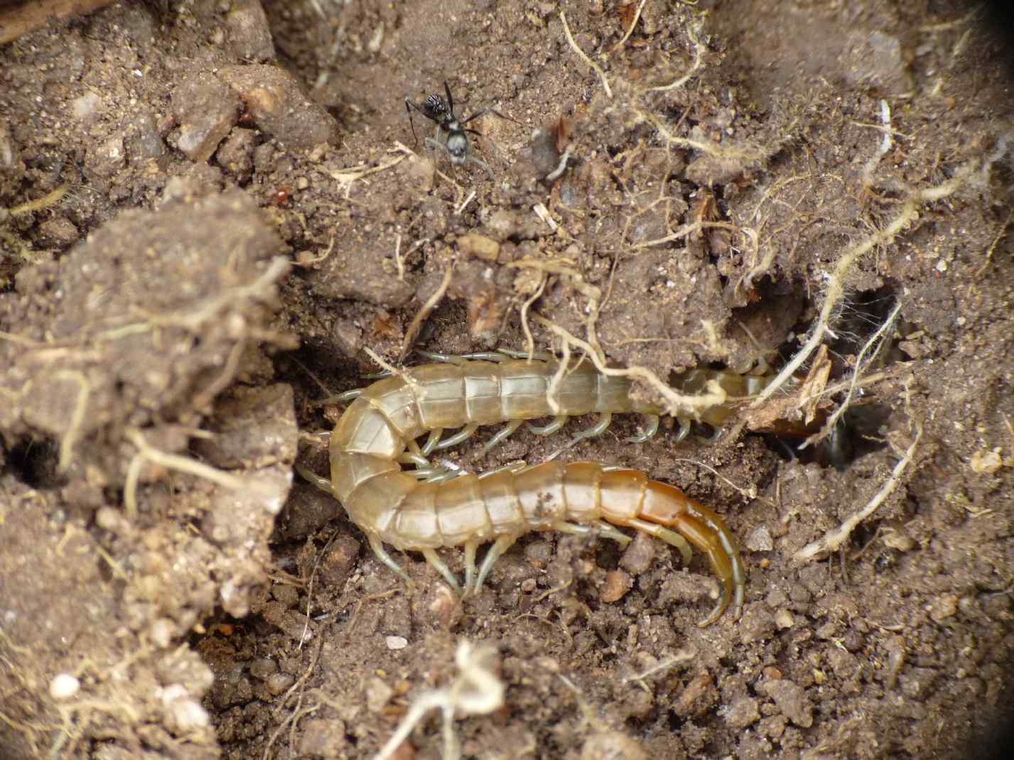 domanda: distribuzione Scolopendra cingulata